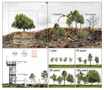 Biodiversity feedback to climate systems