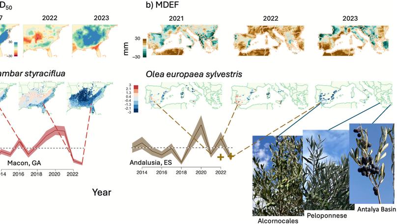 Continental Contrasts in Climate Extremes That Control Tree Fecundity