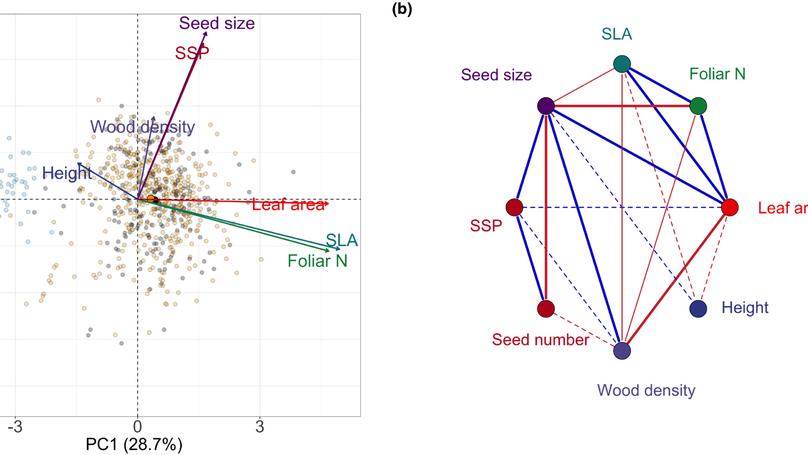 Linking seed size and number to trait syndromes in trees