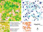 Remotely sensed crown nutrient concentrations modulate forest reproduction across the contiguous United States