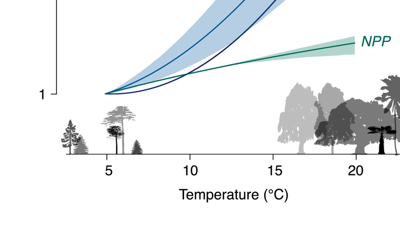 Globally, tree fecundity exceeds productivity gradients